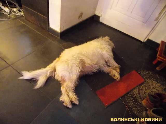 Полікс - пол ярний ведмедик у Бордо